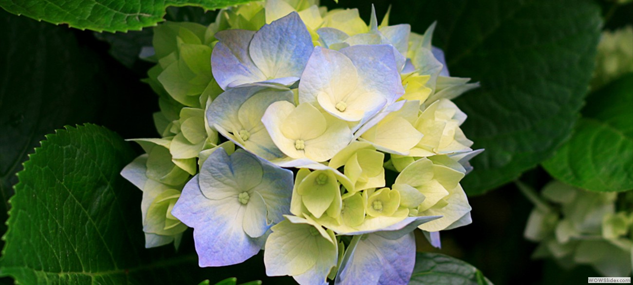 Hydrangeas