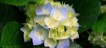 Hydrangeas