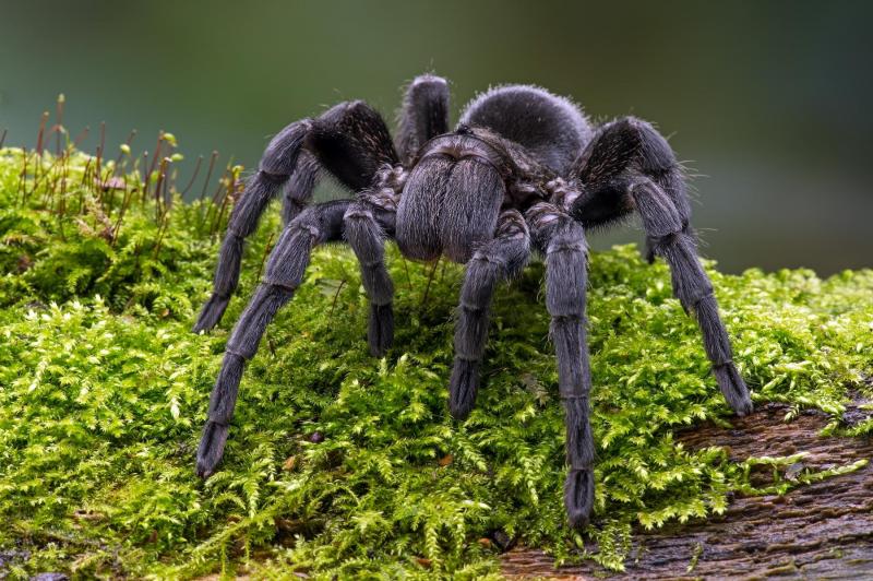 Thai Black Tarantula