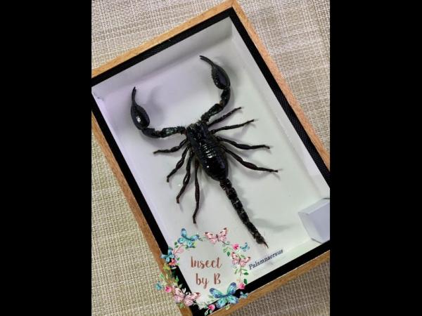 รหัส B008 - แมงป่อง