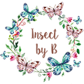 แมลงสต๊าฟ ในกล่องไม้ Insect By B
